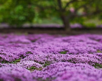Creeping Wild Thyme Seeds: Perennial - DIY Gardening Gift, No Maintenance Ground Cover