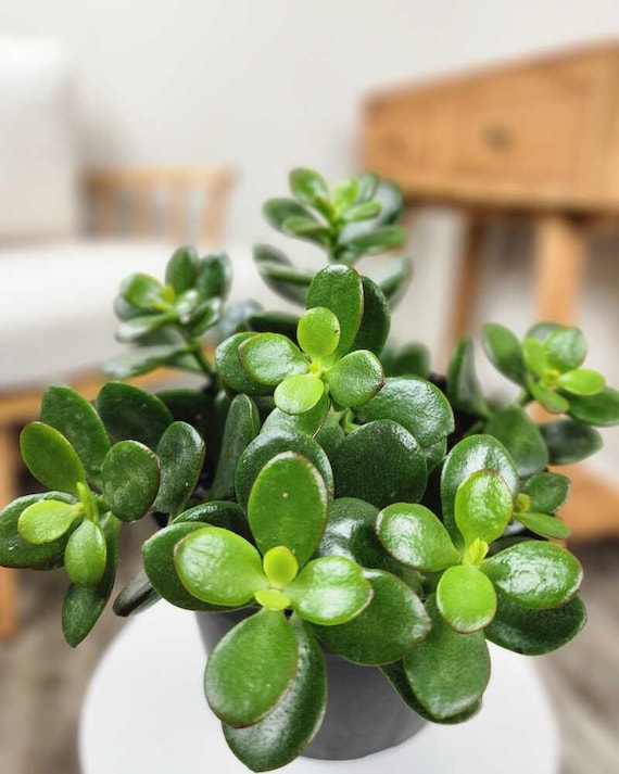 Jade Plant Seeds: Crassula Ovata, DIY Gardening, Succulent House Plants,  Money Plant - Etsy