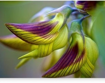 Graines de fleurs d'oiseaux royales, fleurs de colibris, meilleur cadeau pour lui, les enfants adorent ça, cadeau d'anniversaire, décoration d'intérieur, bricolage fête des pères