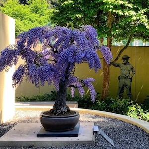 Purple Rain Wisteria Bonsai Tree seeds, best gift for him her mom dad teacher home decor birthday organic gardening DIY flowering houseplant