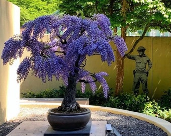 Semillas de Purple Rain Wisteria Bonsai, Crecimiento rápido, Color increíble, El mejor regalo para él y ella, Fácil de cultivar, Éxito garantizado, Decoración del hogar