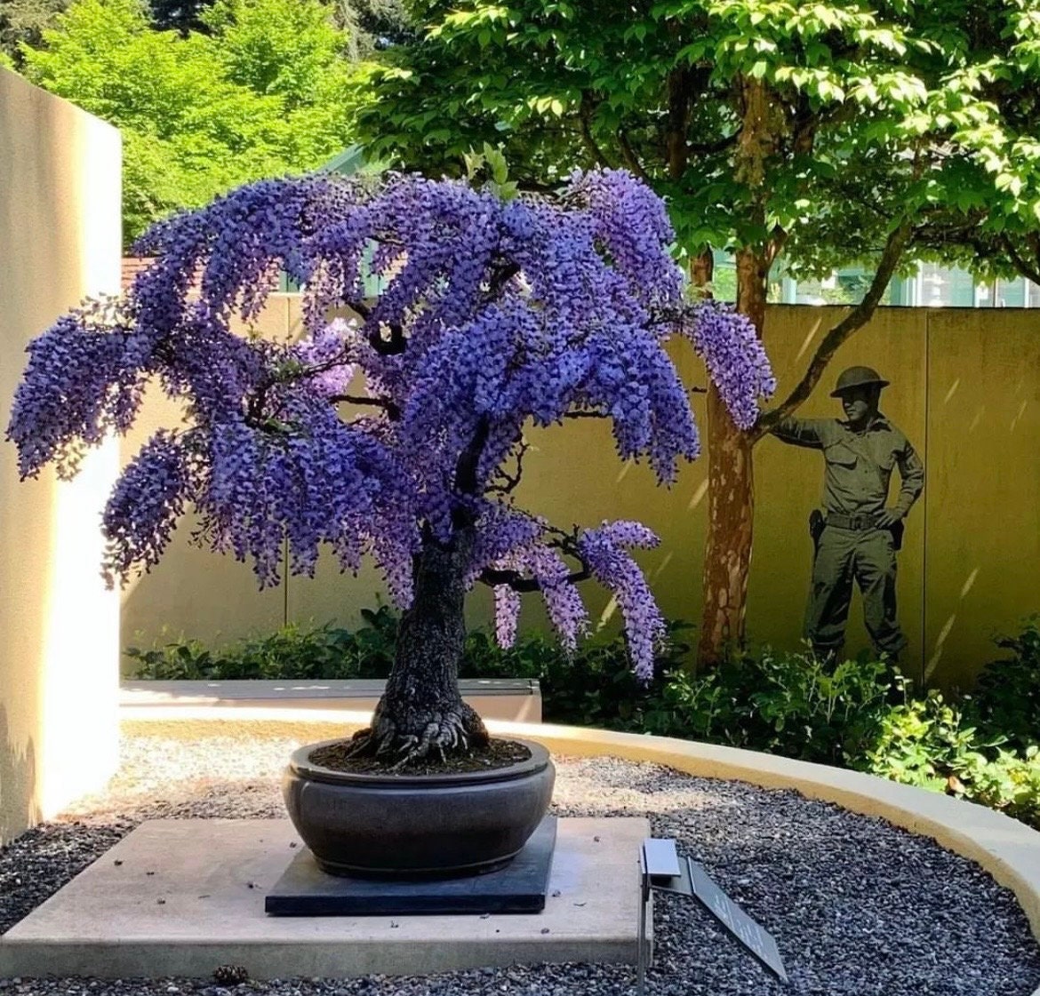 Purple Wisteria