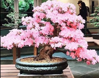 Graines de bonsaï roses fleurs de cerisier, couleurs étonnantes, amusantes et faciles à cultiver, sakura cerisier noir, un beau cadeau, avec des instructions détaillées
