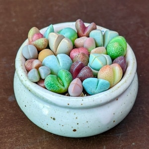 May include: A white ceramic pot filled with a variety of colourful succulent plants. The plants are arranged in a circular pattern and have different shapes and sizes.