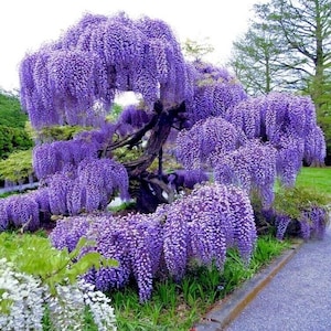 Blue Rain Wisteria Samen, bestes Geschenk für ihn ihre Mama Papa Lehrer, Wohnkultur Geburtstag Bio Gartenarbeit blühende Pflanze DIY Staude