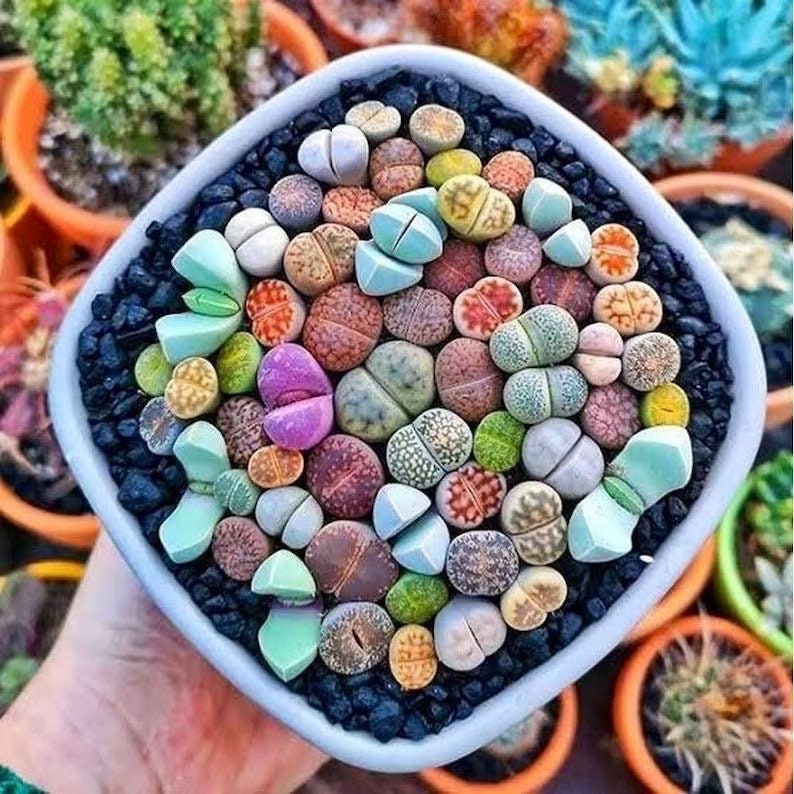 Bunte Lithops Samen, Geschenk für ihn ihre Mutter Vater Lehrer Wohnkultur Geburtstag Sukkulenten DIY Kinder lieben diese Pflanzen