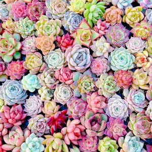 Echeveria Succulents seed mix, best gift for him her mom dad teacher, home decor birthday house plants DIY organic gardening anniversary