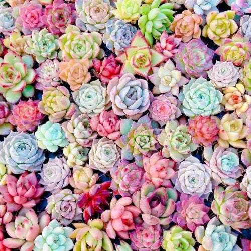 Multi Color Lithops Seeds Amazing Colors Fun and Easy to - Etsy