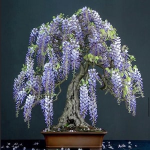 Purple Rain Flowering Wisteria Bonsai seeds, gift for him her mom dad teacher, home decor birthday flowering house plant gardening perennial