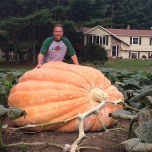 Puede incluir: Una gran calabaza naranja en un jardín, con un hombre de pie detrás. La calabaza es redonda y acanalada, con un tallo de color claro. El hombre lleva una camisa verde y blanca.