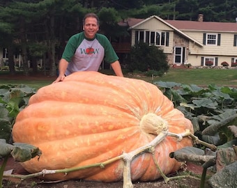 May include: A man stands next to a giant orange pumpkin, which is much larger than him. The pumpkin is resting on the ground in a field of green plants. The man is wearing a green and white shirt with the words "WOW what a squash" printed on it.