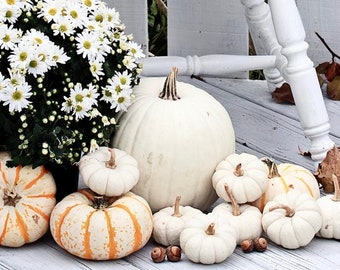 White Pumpkin Seeds, Grow your own home decor, Gift idea, Fun and Easy to Grow, for creative DIY projects