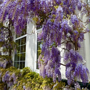 Blue Rain Wisteria, best gift for him her mom dad teacher, home decor birthday, flowering plants organic gardening DIY perennial frost hardy