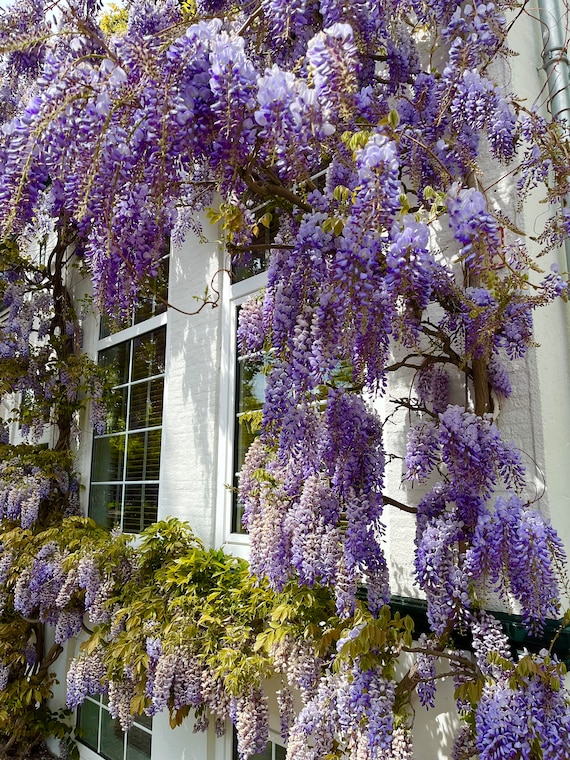 Blue Rain Wisteria, Chinese Wisteria, Teacher Gift, Birthday, Flowering  Plants Organic Gardening DIY Perennial Frost Hardy - Etsy