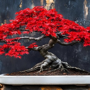 Può includere: Un bonsai con foglie rosso vivo, piantato in un vaso rettangolare bianco. Il tronco nodoso e le radici esposte contrastano con il fogliame. Lo sfondo è un muro scuro e strutturato.