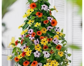 Colorful Black Eyed Susan Vine Seeds: Thunbergia, DIY Organic Gardening, Flowering Plants