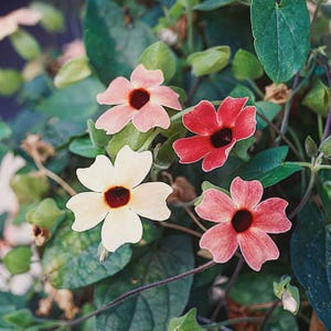 May include: A close-up shot of a flowering vine featuring four blooms in shades of pink, red, and cream, each with a dark centre. The flowers are set against a backdrop of green leaves and vines, creating a natural display.