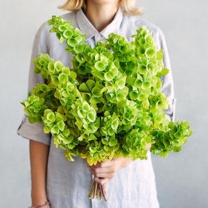 Może przedstawiać: Duży bukiet jasnozielonych kwiatów Bells of Ireland. Kwiaty trzymane są przez osobę w szarej koszuli. Łodygi związane są sznurkiem. Tło jest jasnoszare.