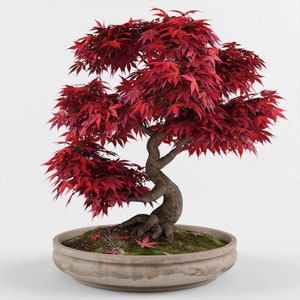 Op de afbeelding: Een rode Japanse esdoorn bonsaiboom in een bruine keramische pot. De boom heeft een dikke stam en veel takken met kleine, rode bladeren. De pot staat op een wit oppervlak.