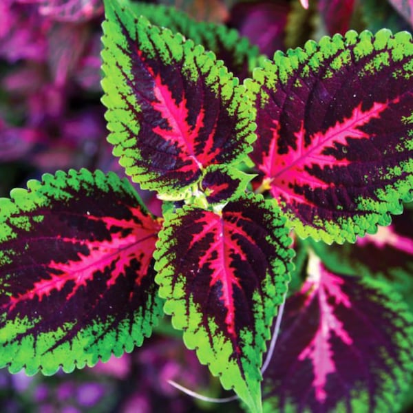 Coleus forskohlii estratto titolato 60 pastiglie