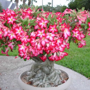 Desert Rose Bonsai Tree seeds, best gift for him her mom dad, home decor birthday teacher gifts DIY flowering house plant organic gardening