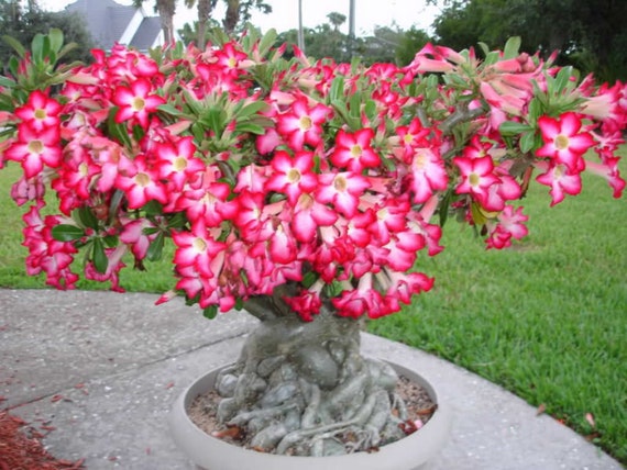 Desert Rose Bonsai Tree Seeds: DIY Flowering House Plant, Adenium - Etsy