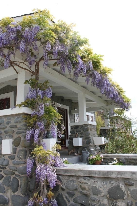 Wisteria pergola - Etsy Schweiz