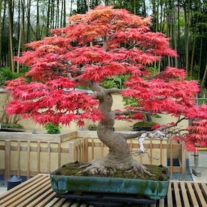 Può includere: Un bonsai con foglie rosso vivo, posto in un vaso rettangolare color teal. Il tronco e i rami contorti dell'albero sono visibili, con un tavolo di legno a doghe in primo piano e una foresta di bambù sullo sfondo.