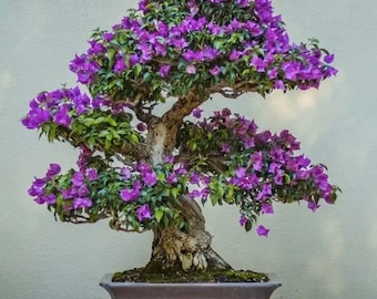 Purple Flowering Bonsai Tree Seeds: Organic Gardening, Garden & House Plant, Easy to Grow