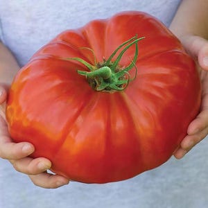 Könnte beinhalten: Eine große, leuchtend rote Tomate, die von einer Person in den Händen gehalten wird. Die Tomate ist sehr groß und hat eine tiefrote Farbe.