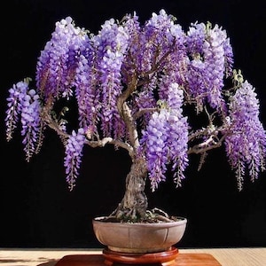 Purple Rain Wisteria Living Room Bonsai Tree seeds, best gift for him her mom dad teacher gifts DIY birthday gardening frost hardy perennial