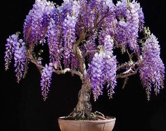 Lila Regen Glyzinien Wohnzimmer Bonsai-Baum-Samen, bestes Geschenk für ihn ihre Mutter Papa Lehrer Geschenke DIY Geburtstag Gartenarbeit frostharte Staude