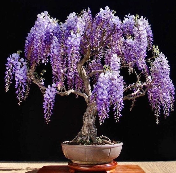 Flowering Purple Rain Bonsai Seeds Amazing Colour Gift Idea - Etsy Flowering Purple Rain Bonsai Seeds Amazing Colour Gift Idea - Etsy