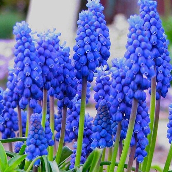 Little Blue Grapes Hyacinth bulbs, Amazing Colors, Gift idea, Fun and Easy to Grow, for indoors and outdoors, gardening, frost hardy