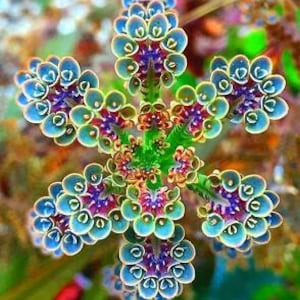 Kalanchoe Seeds, Amazing Colors, Fun and Easy to Grow, organic, fast shipping, A lovely gift, success guaranteed, personal tips & tricks