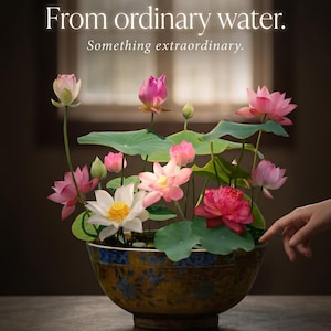Op de afbeelding: Een bloemstuk van roze en witte lotusbloemen en groene waterleliebladeren in een decoratieve kom. De kom is geel met blauwe bloempatronen. De tekst luidt "From ordinary water. Something extraordinary."