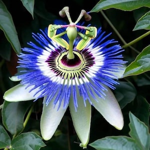 Blue Passion Flower seeds, Passiflora, frost hardy perennial, best gift for him her mom dad teacher home decor birthday, flowering plant