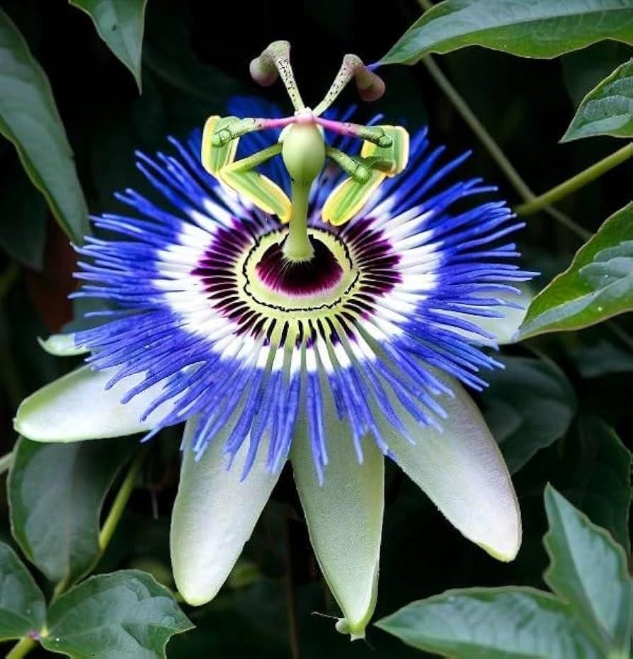Blue Passion Flower Seeds: Frost Hardy Perennial Passiflora