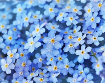 Forget Me Not seeds, Fast Growing, Amazing Colors, Gift idea, Fun and Easy to Grow, Success Guaranteed, Fast Shipping, Organic