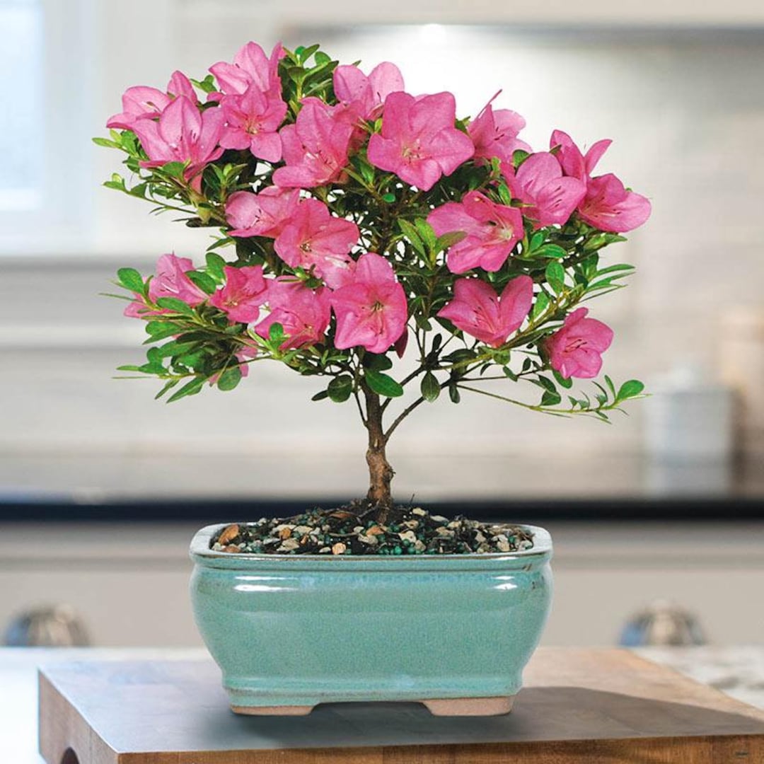 Pink Azalea Bonsai Tree Seeds, Best Gift for Him Her Mom Dad Teacher ...