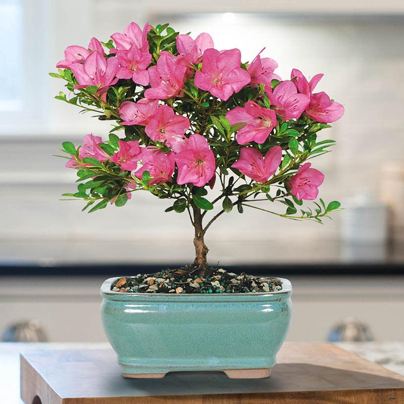Pink Azalea Bonsai Tree seeds, best gift for him her mom dad teacher, home decor organic gardening DIY birthday flowering house plants
