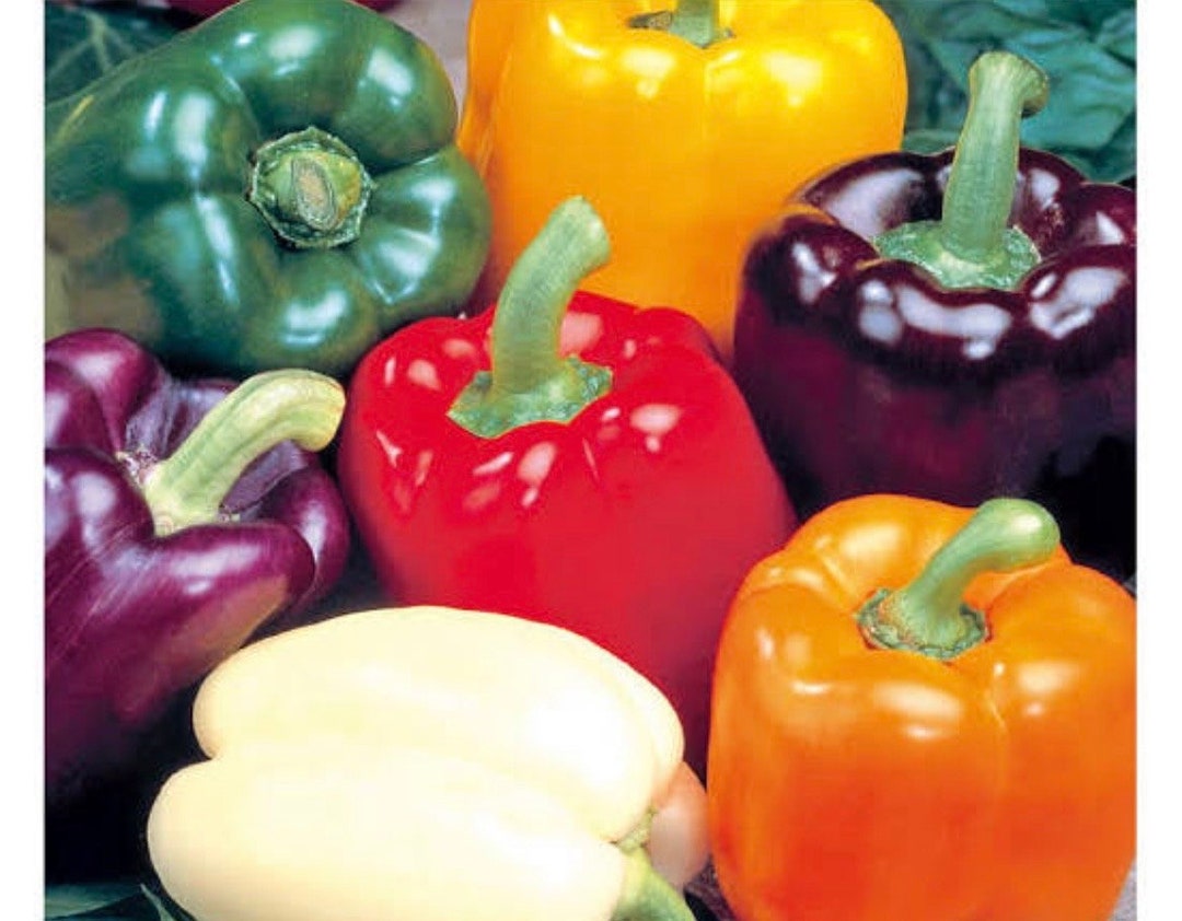 5 Color Sweet Pepper / Paprika Seeds, 5 Different Varieties, Amazing