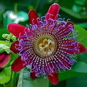 Rote Passionsblume Samen, Passiflora Geschenk für ihn ihre Mutter Vater Lehrer Outdoor home decor Geburtstag DIY blühende Pflanzen Bio-Gartenarbeit