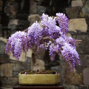 May include: A purple wisteria bonsai tree in a light brown pot. The tree is in bloom with many purple flowers.