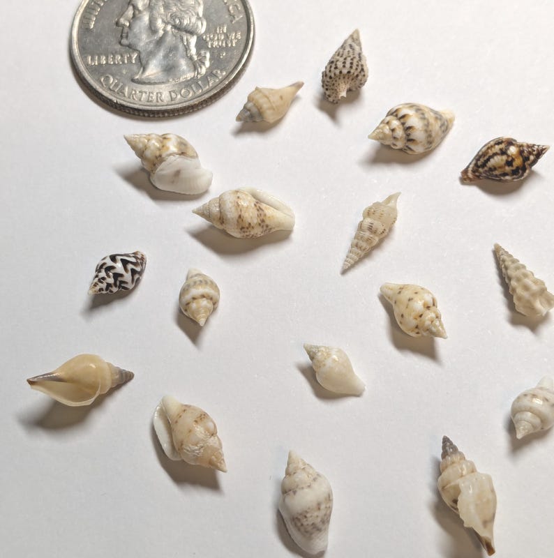 Tiny Natural Seashells for Crafts – 1 Ounce (~200 Pcs) Mini Beach ...