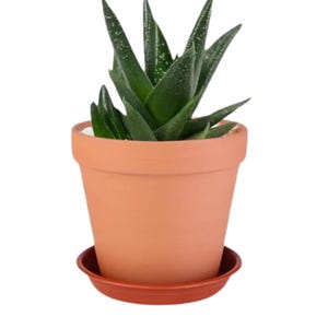 May include: A small potted succulent plant with dark green, pointed leaves. The plant is in a terracotta-colored pot with a matching saucer. The plant is a houseplant and is set against a white background.