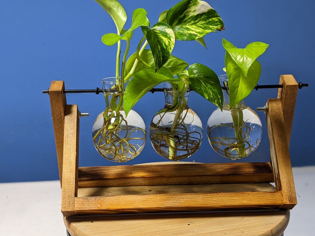 Glass Propagation Vase 3 Bulbs With Wood Stand Desktop Stand Etsy