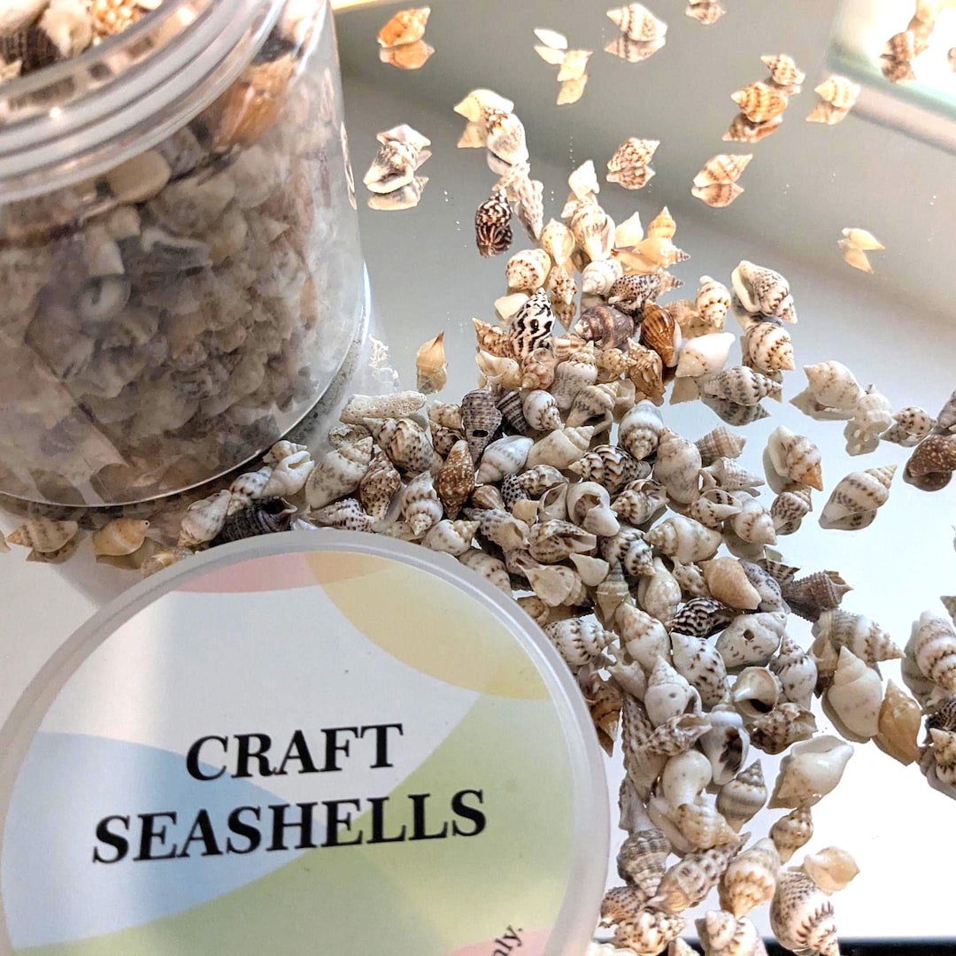 Tiny Natural Seashells for Crafts – 1 Ounce (~200 Pcs) Mini Beach ...
