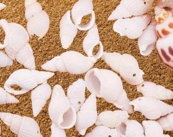 May include: A collection of white seashells of various shapes and sizes scattered on a bed of fine, tan sand. Some shells are intact, while others are broken, revealing their inner structure. The scene evokes a beachy, coastal theme.