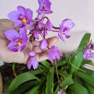 LIve Ground Orchid light purple in 3" grower's pot with soil. Easy to care sun loving.